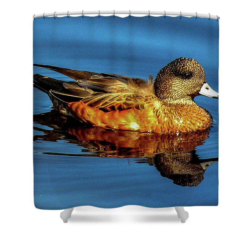 Colorado Shower Curtain featuring the photograph American Widgeon - Reflection in Blue Water by Marilyn Burton