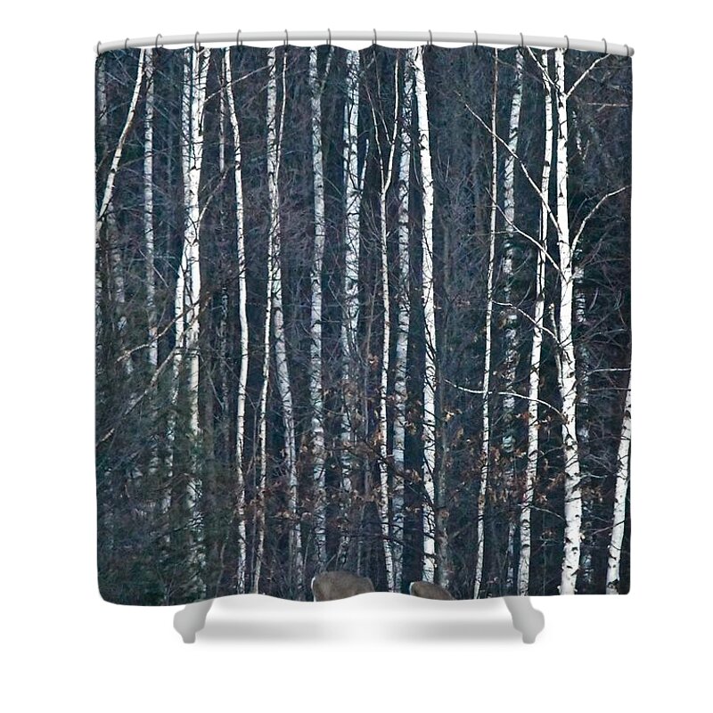 Deer Shower Curtain featuring the photograph Among the Birch by Michael Peychich