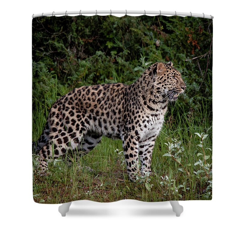 Amur Leopard Shower Curtain featuring the photograph Amur Leopard 2 by Teresa Wilson