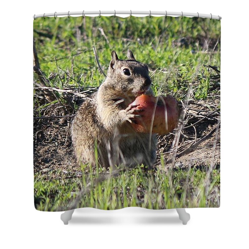 Squirrel Shower Curtain featuring the photograph An Apple A Day by Christy Pooschke