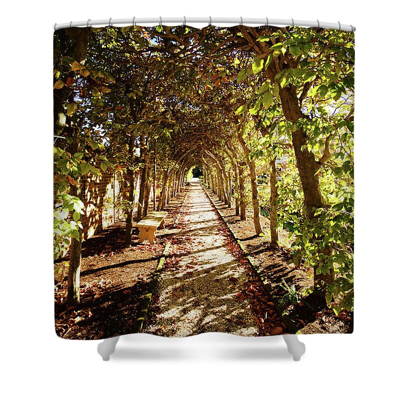 Arbor Shower Curtain featuring the photograph An Arbor View by Rachel Morrison