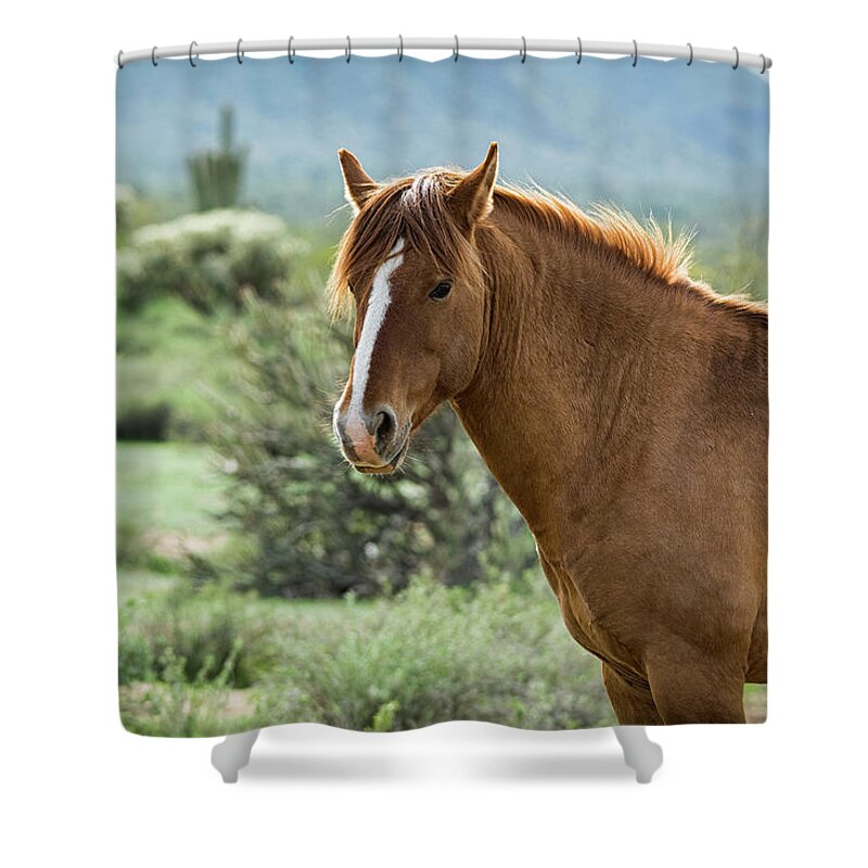 Wild Horse Shower Curtain featuring the photograph An Arizona Wild Mustang by Saija Lehtonen