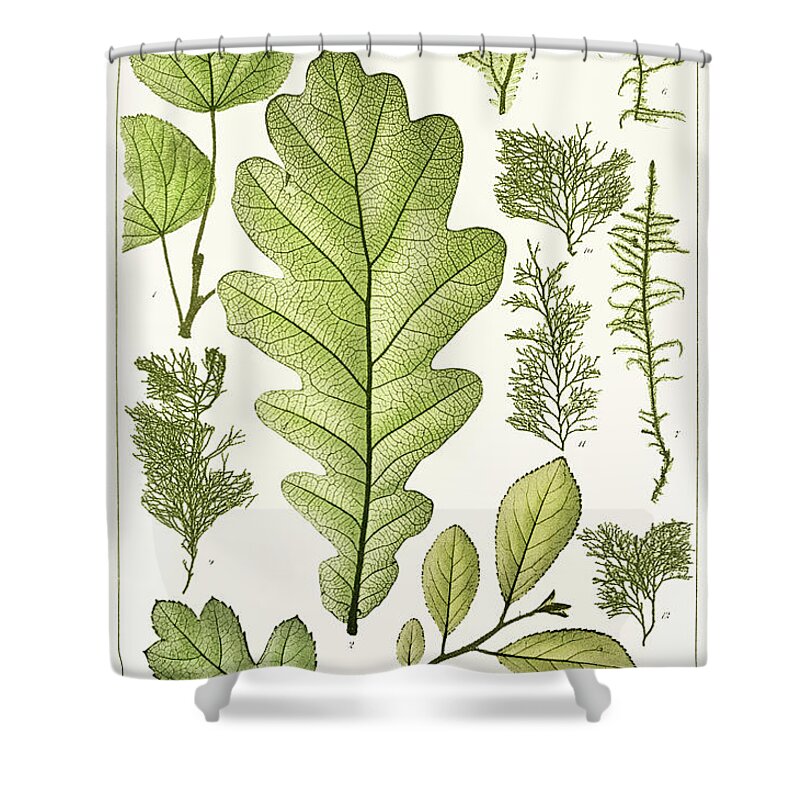 Antique Shower Curtain featuring the drawing An arrangement of nature painting of various leaves by Vincent Monozlay