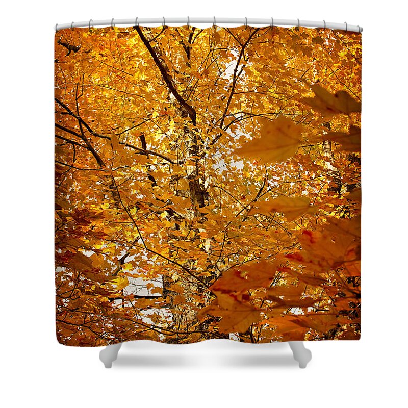 Autumn Print Shower Curtain featuring the photograph An Autumn Day by Gwen Gibson