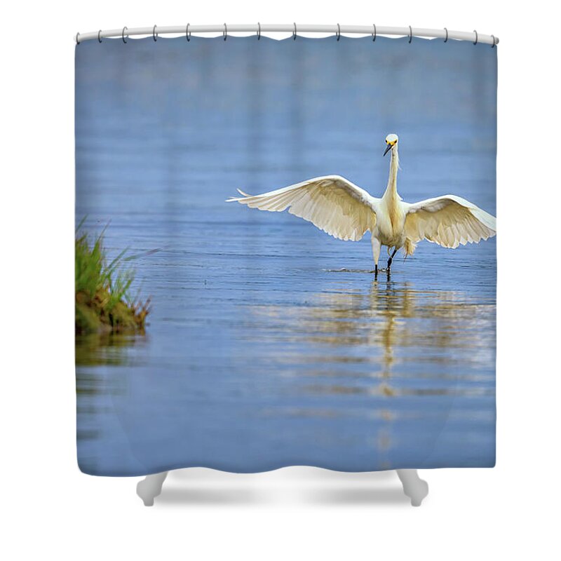 Snowy Egret Shower Curtain featuring the photograph An Egret Spreads Its Wings by Rick Berk