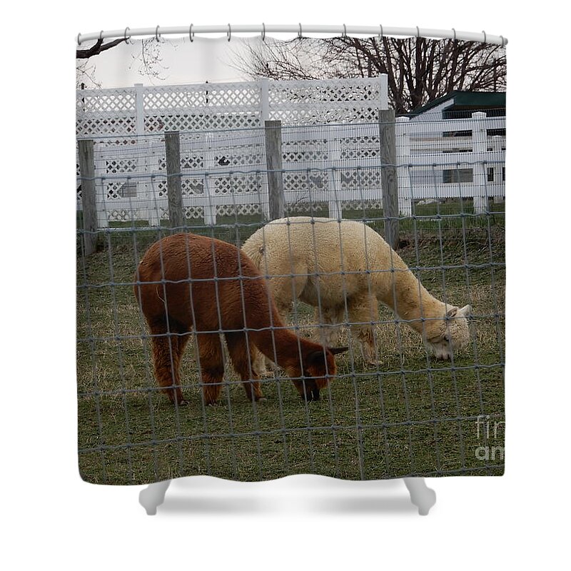 Amish Shower Curtain featuring the photograph An Evening Graze by Christine Clark