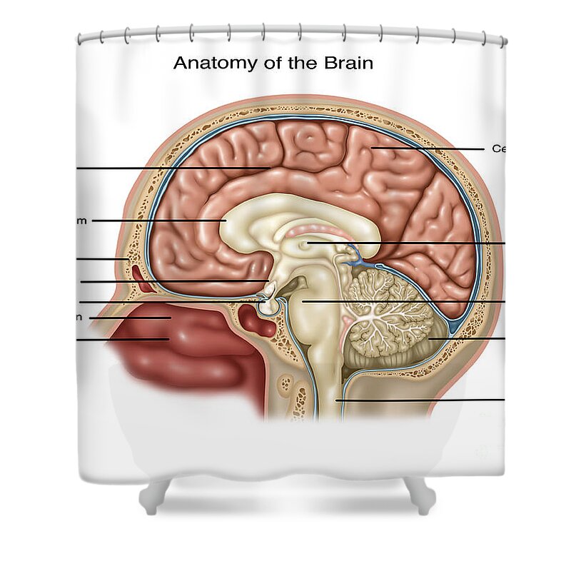 Illustration Shower Curtain featuring the photograph Anatomy Of Brain, Illustration by Gwen Shockey