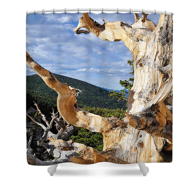 Great Basin National Park Shower Curtain featuring the photograph Ancient Bristlecone Pine Branch by Kyle Hanson