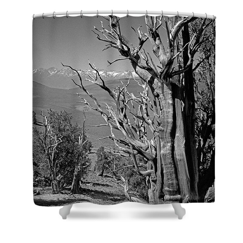 Bristlecone Pine Shower Curtain featuring the photograph Ancient Bristlecone Pine Tree, Composition 4, Inyo National Forest, White Mountains, California by Kathy Anselmo