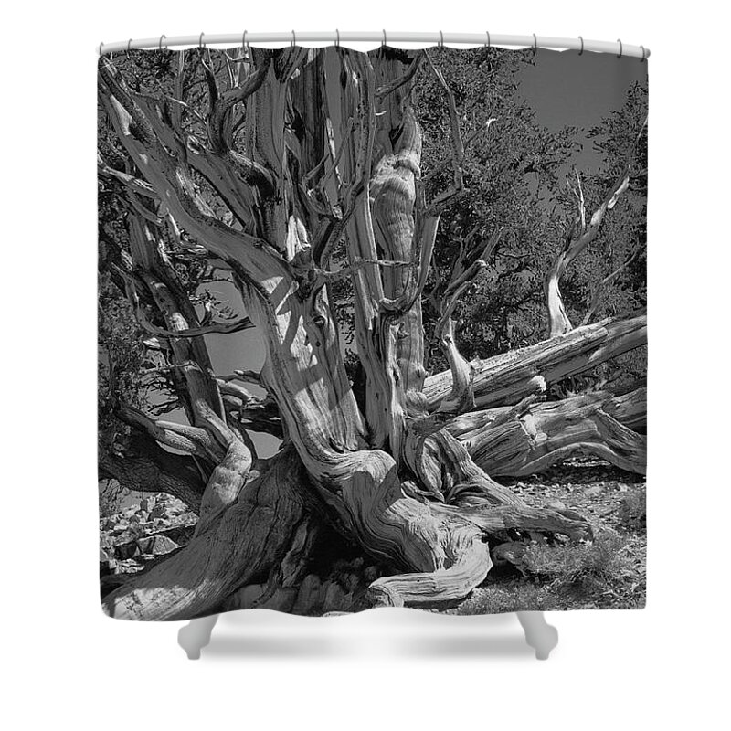 Bristlecone Pine Shower Curtain featuring the photograph Ancient Bristlecone Pine Tree, Composition 5 BW, Inyo National Forest, White Mountains, California by Kathy Anselmo