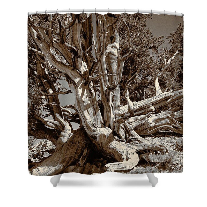Bristlecone Pine Shower Curtain featuring the photograph Ancient Bristlecone Pine Tree, Composition 5 sepia tone, Inyo National Forest, California by Kathy Anselmo