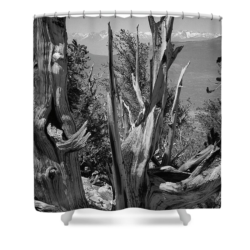 Bristlecone Pine Shower Curtain featuring the photograph Ancient Bristlecone Pine Tree, Composition 8, Inyo National Forest, White Mountains, California by Kathy Anselmo