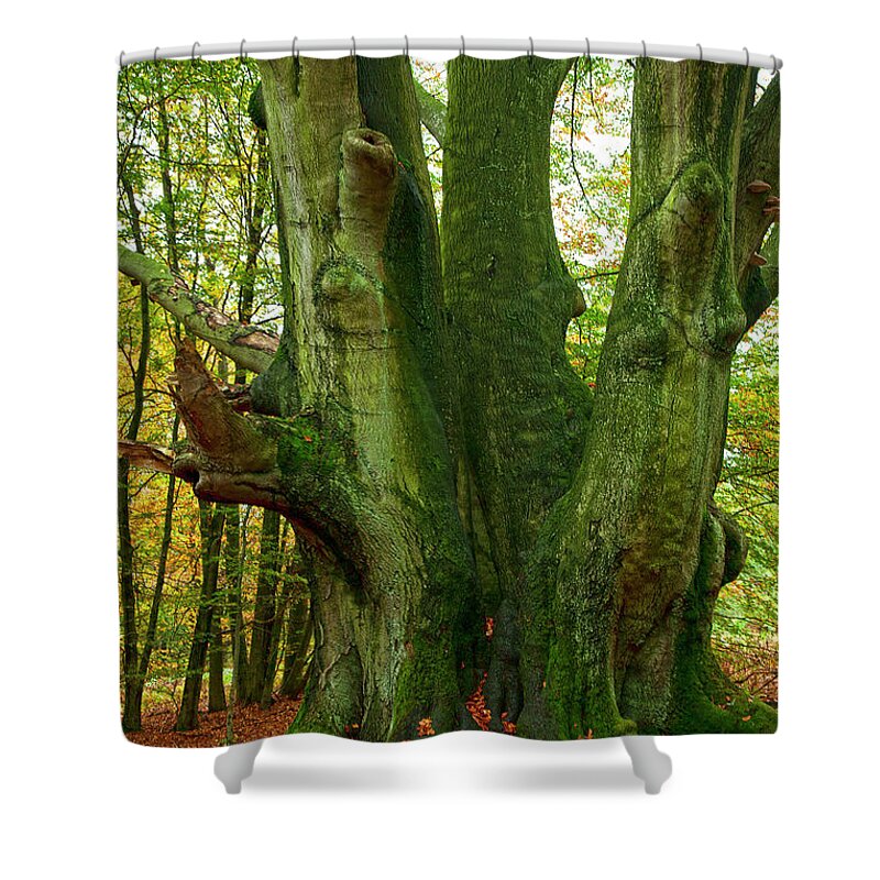 Oak Shower Curtain featuring the photograph Ancient German Oak Trees in Sababurg by Heiko Koehrer-Wagner