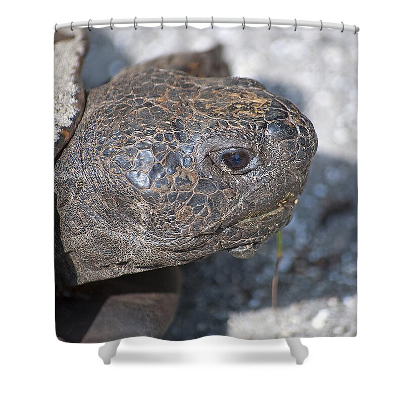 Wildlife Shower Curtain featuring the photograph Ancient Profile by Kenneth Albin
