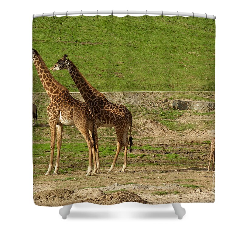 Photography Shower Curtain featuring the photograph And Baby Makes Three by Sean Griffin