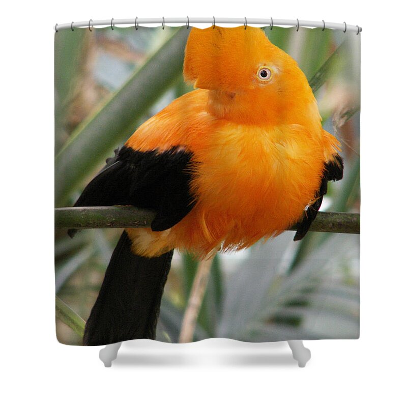 Bird Shower Curtain featuring the photograph Andean Cock of the Rock by Amy Fose