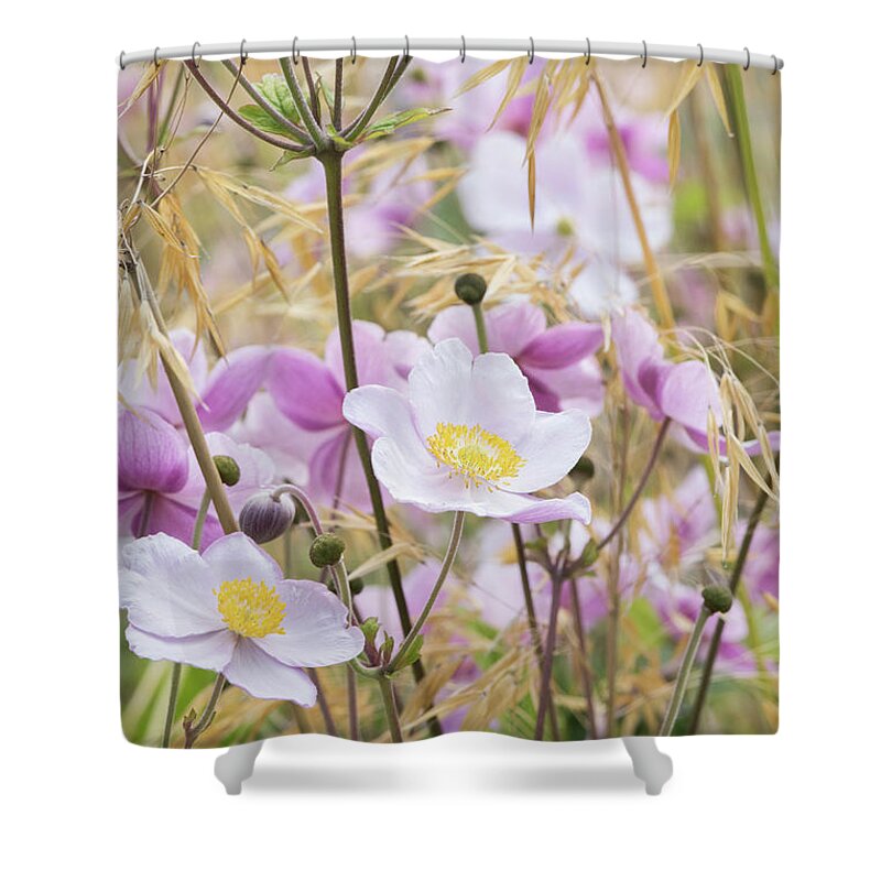 Anemone X Hybrida Elegans Shower Curtain featuring the photograph Anemone Flowers Amongst Stipa Grass by Tim Gainey