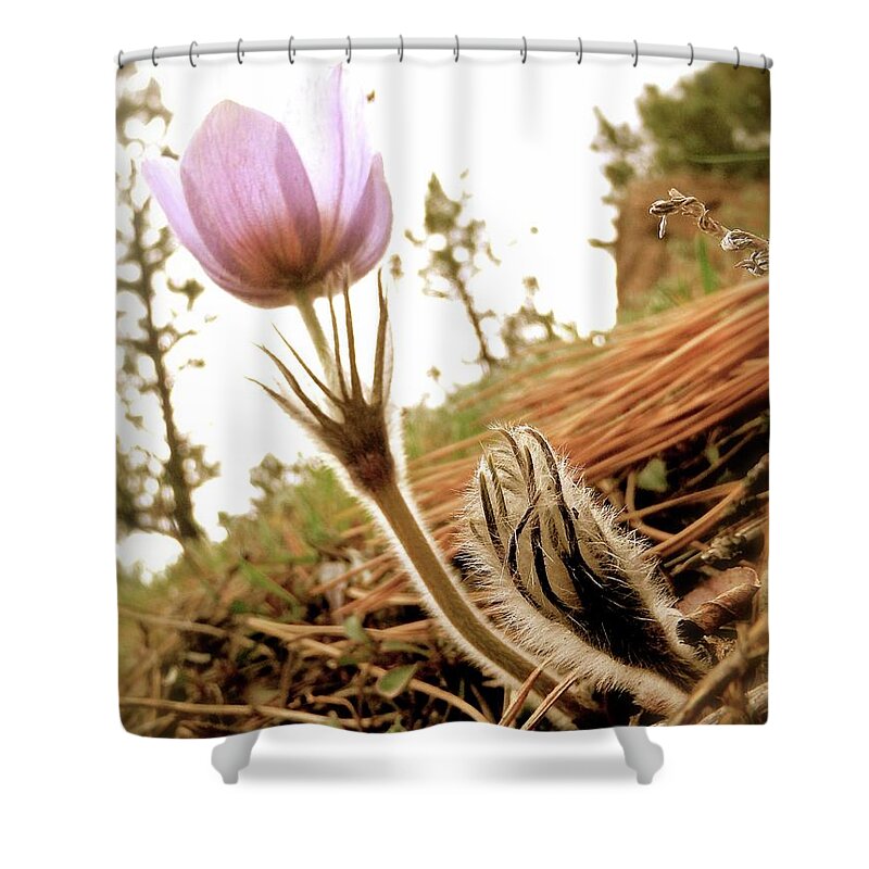  Shower Curtain featuring the photograph Anemone Trail Boulder Colorado 2014 by Leizel Grant