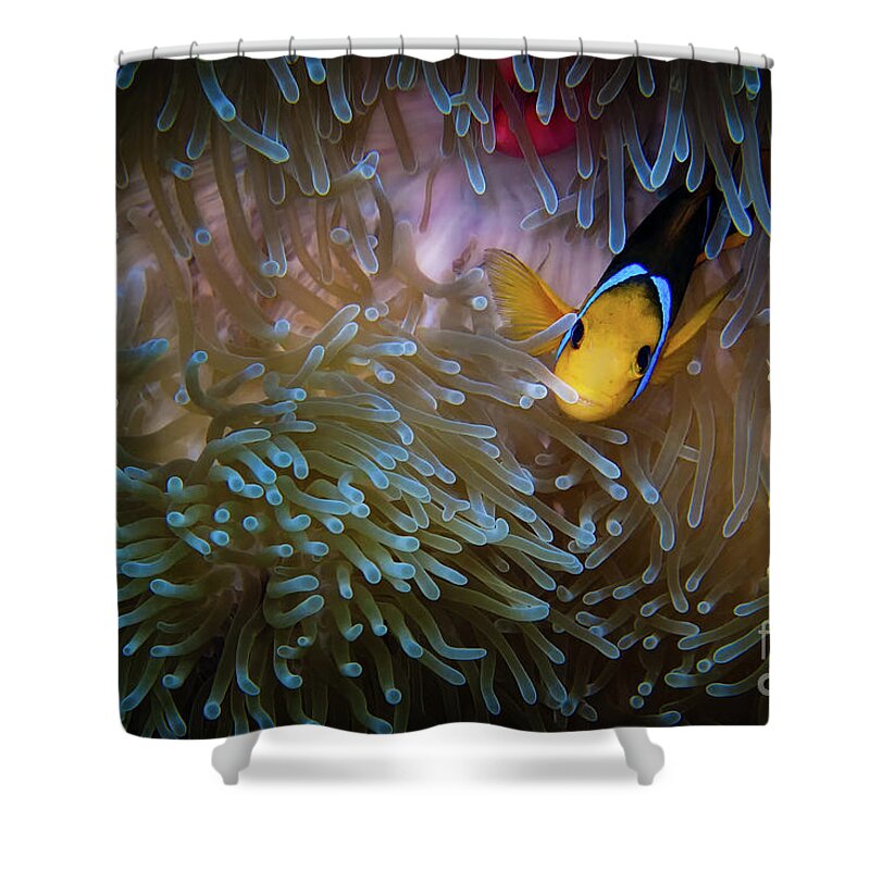 Bora Bora Shower Curtain featuring the photograph Anemonefish by Doug Sturgess