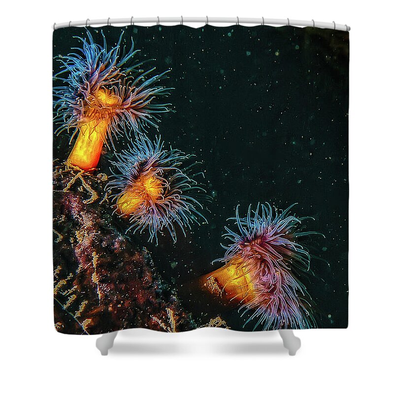 Water Shower Curtain featuring the photograph Anemones Dance by Gary Shepard