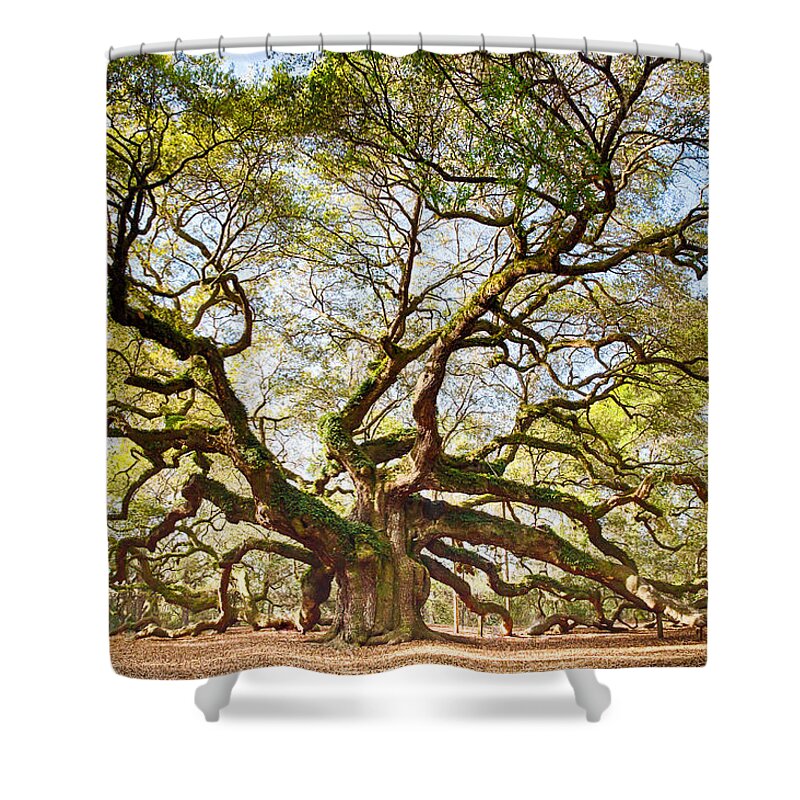 Tree Shower Curtain featuring the photograph Angel Oak in Spring by Patricia Schaefer