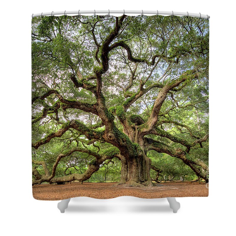 Angel Oak Tree Shower Curtain featuring the photograph Angel Oak Tree of Life by Dustin K Ryan