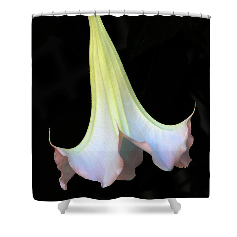 Flora Shower Curtain featuring the photograph Angel Trumpet by Mariarosa Rockefeller