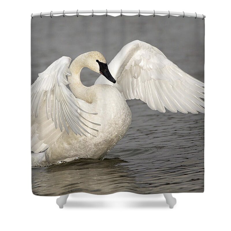 Swan Shower Curtain featuring the photograph Angel Wings by Eilish Palmer