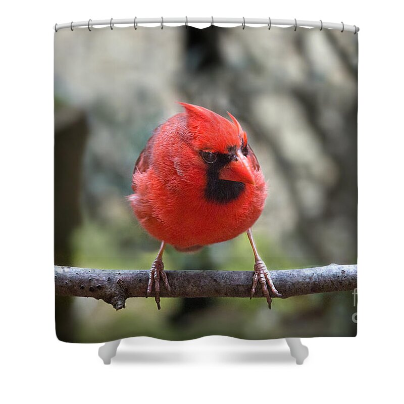 Angry Bird Shower Curtain featuring the photograph Angry Bird by Jemmy Archer