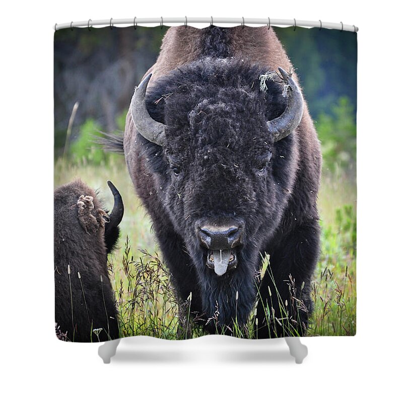 Yellowstone Shower Curtain featuring the photograph Angry Bison by Greg Norrell