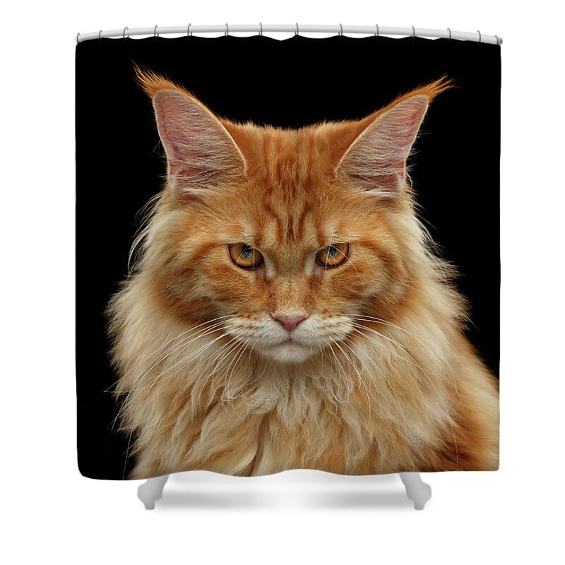 Angry Shower Curtain featuring the photograph Angry Ginger Maine Coon Cat Gazing on Black background by Sergey Taran