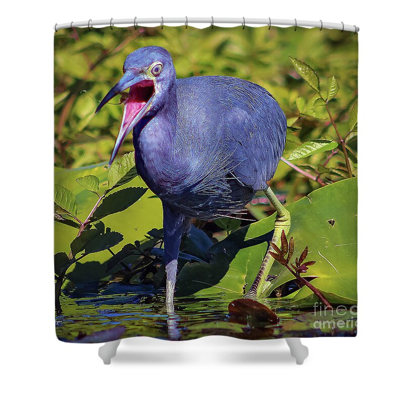 Herons Shower Curtain featuring the photograph Angry Little Blue Heron - Egretta Caerulea by DB Hayes