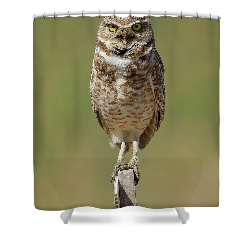 Burrowing Owl Shower Curtain featuring the photograph Angry Perch by Steve McKinzie