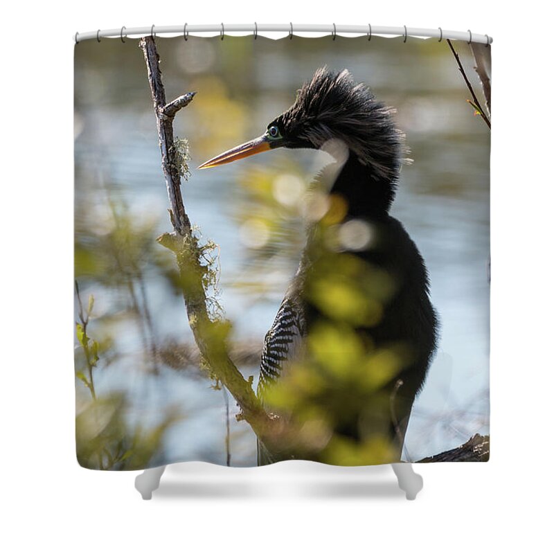 Anhinga Shower Curtain featuring the photograph Anhinga 3 March 2018 by D K Wall