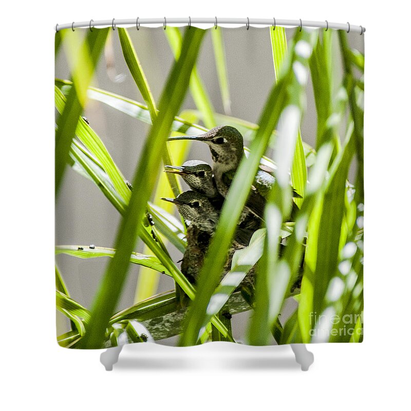 Anna�s Humming Bird Shower Curtain featuring the photograph Anna Hummer on Nest by Daniel Hebard