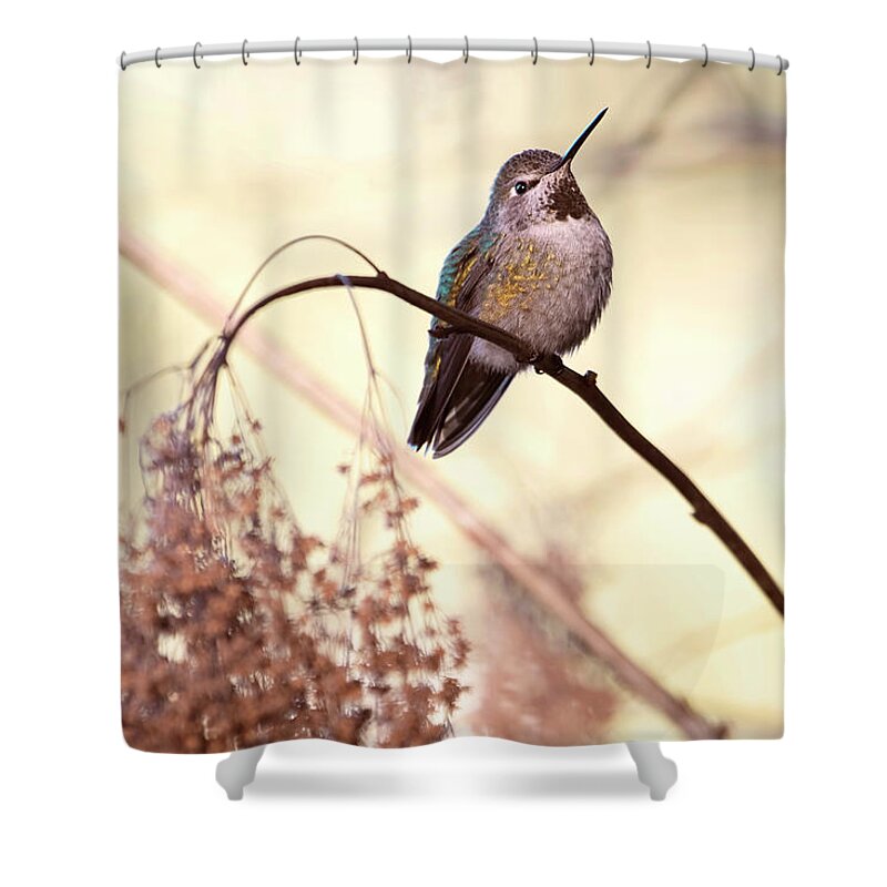 Hummingbird Shower Curtain featuring the photograph Anna's Hummingbird Closeup by Peggy Collins