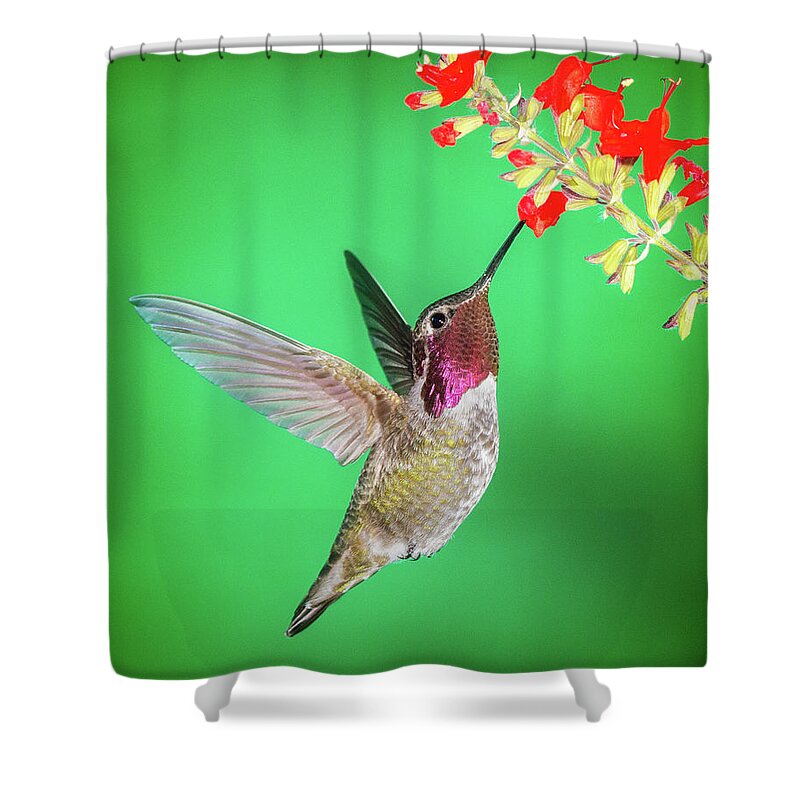 Anna's Hummingbird Shower Curtain featuring the photograph Anna's Treat by James Capo