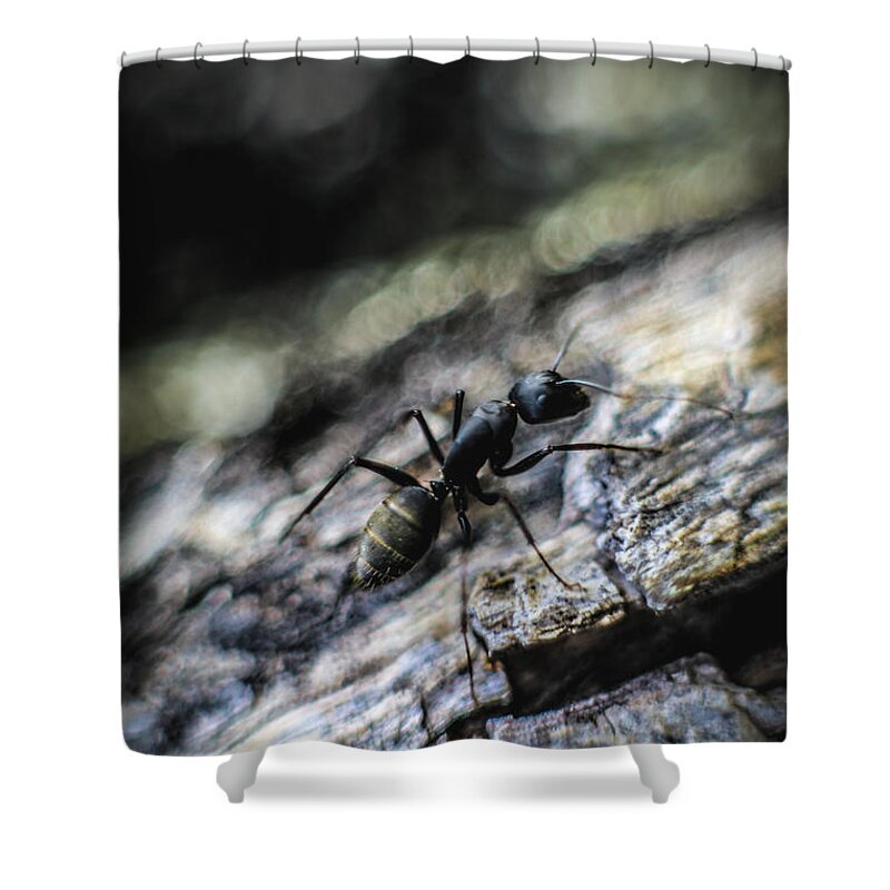Ant Shower Curtain featuring the photograph Dynamic by Hyuntae Kim