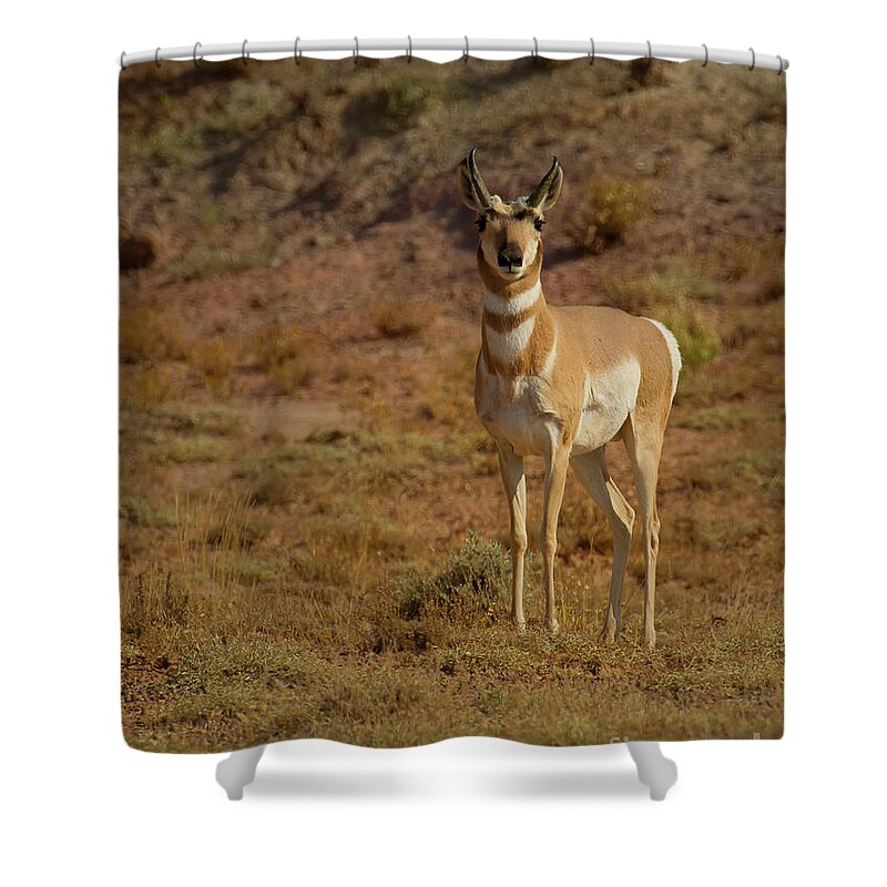 Antelope Shower Curtain featuring the photograph Antelope-Signed-#8283 by J L Woody Wooden