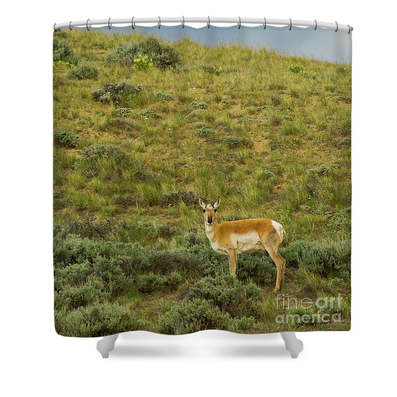 Antelope Shower Curtain featuring the photograph Antelope-Signed-#9562 by J L Woody Wooden