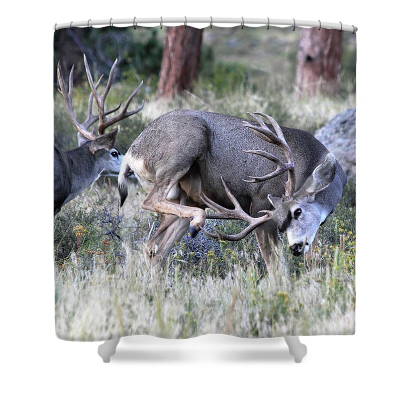 Mule Deer Shower Curtain featuring the photograph Antler Scratch by Shane Bechler