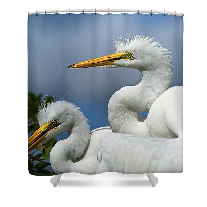 Egret Shower Curtain featuring the photograph Anxiously Waiting by Christopher Holmes