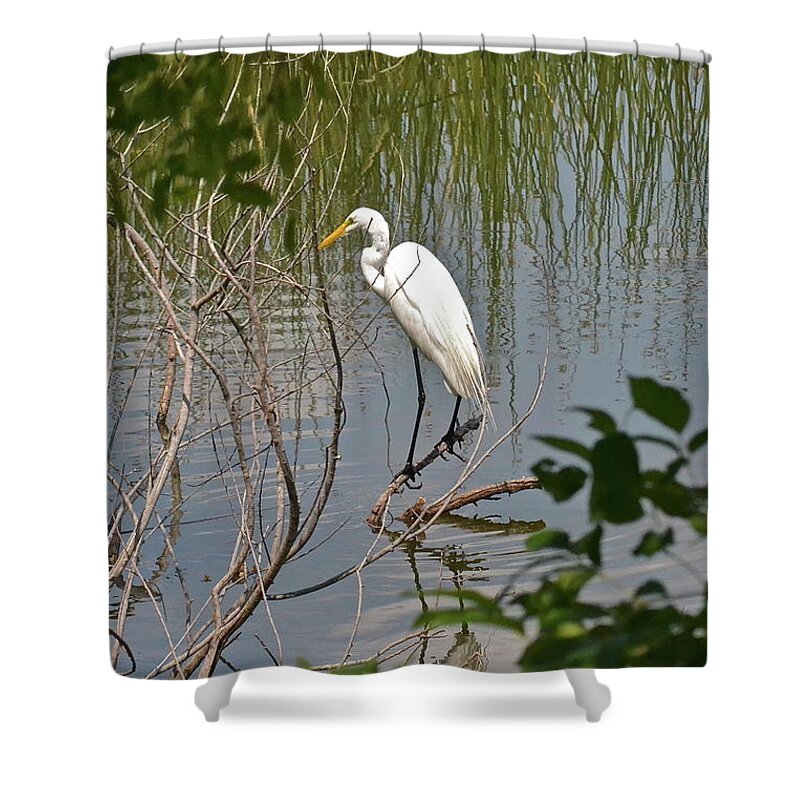Waterscape Shower Curtain featuring the photograph Any Old Branch is Home by Carol Bradley