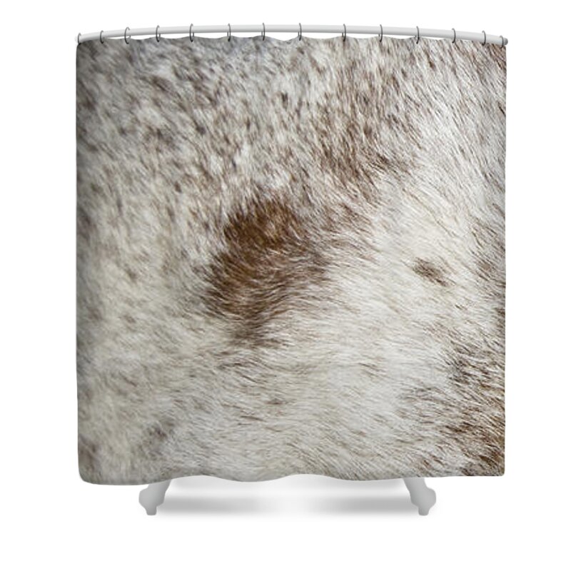 ... Placitas Shower Curtain featuring the photograph Appaloosa 2 by Catherine Sobredo