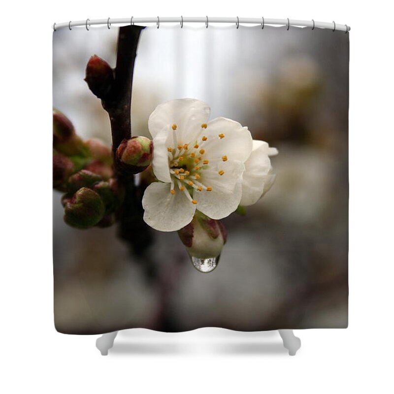 Apple Blossom Shower Curtain featuring the photograph Apple Blossom after the Rain by Valerie Collins
