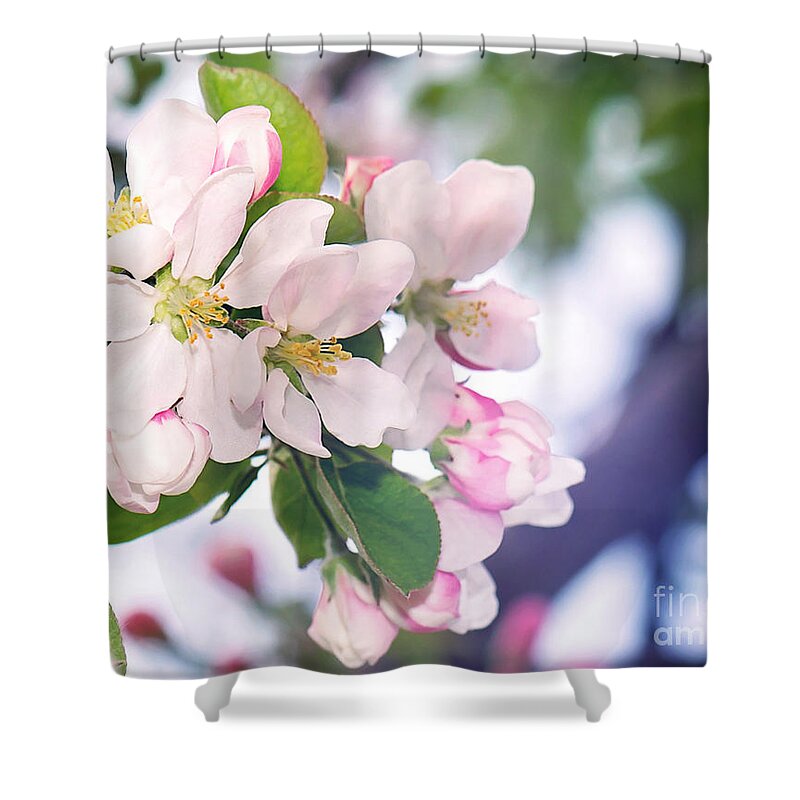 Apple Blossom Print Shower Curtain featuring the photograph Apple Blossom Print by Gwen Gibson