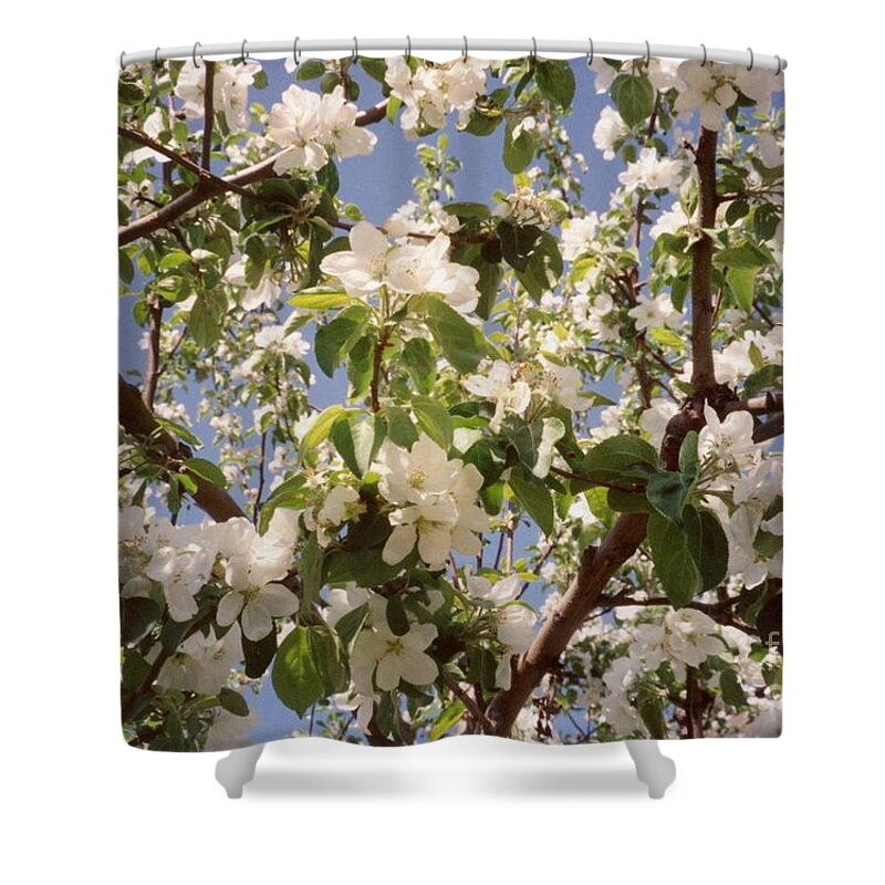 Summer Shower Curtain featuring the photograph Apple Blossom by Sonya Chalmers