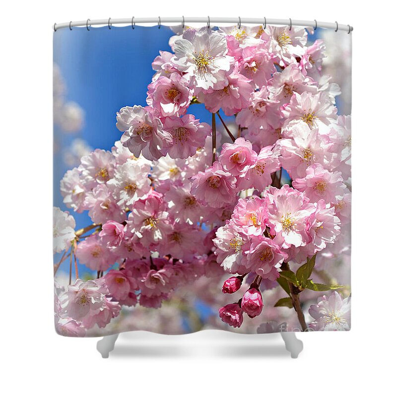 Apple Blossom Special Shower Curtain featuring the photograph Apple Blossom Special by Miriam Danar