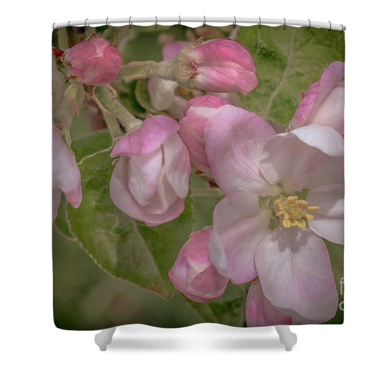 Apple Blossoms Shower Curtain featuring the photograph Apple blossoms 1 by Claudia M Photography