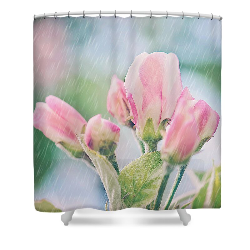 Apple Blossoms In The Rain Print Shower Curtain featuring the photograph Apple Blossoms in the Rain 12x12 Crop Print by Gwen Gibson